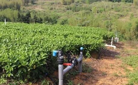 茶園水肥一體化技術(shù)，實(shí)現(xiàn)茶園綠色可持續(xù)發(fā)展
